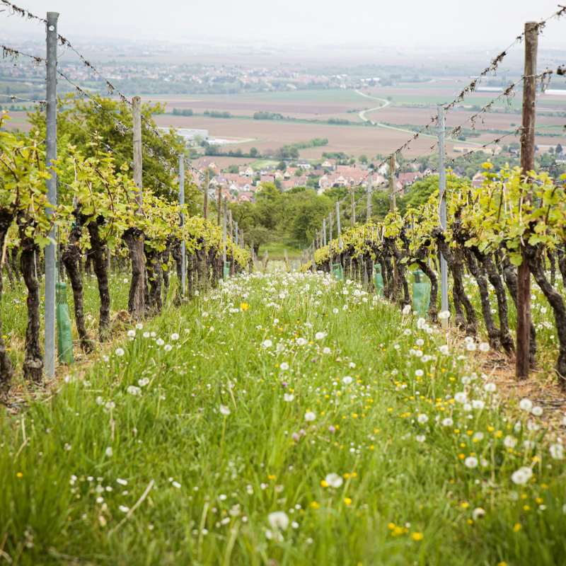 Our Winemakers