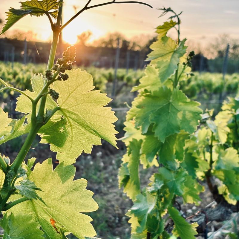 Our Winemakers